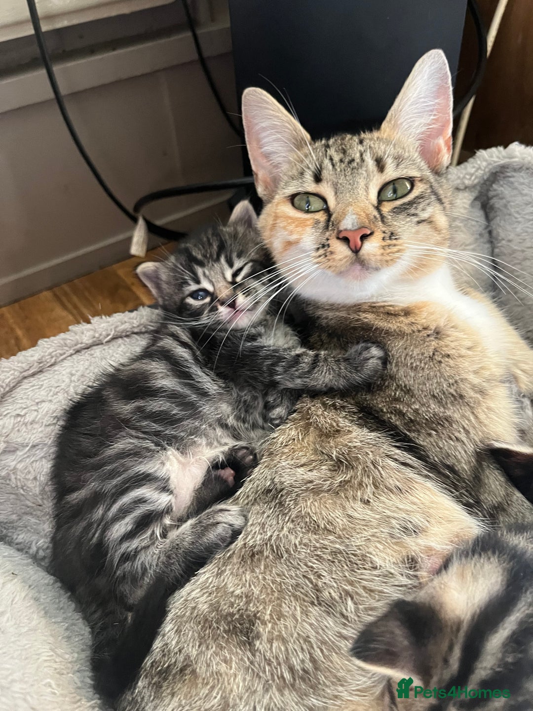 British Shorthair cats for sale: Kittens for sale  - Image 8