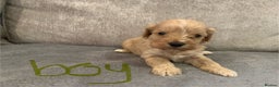 Cavapoo dogs for sale: Cavalier puppy’s  - Advert 5