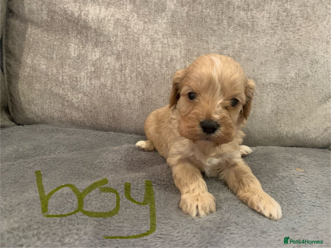 Cavapoo dogs for sale: Cavalier puppy’s  - Advert 5
