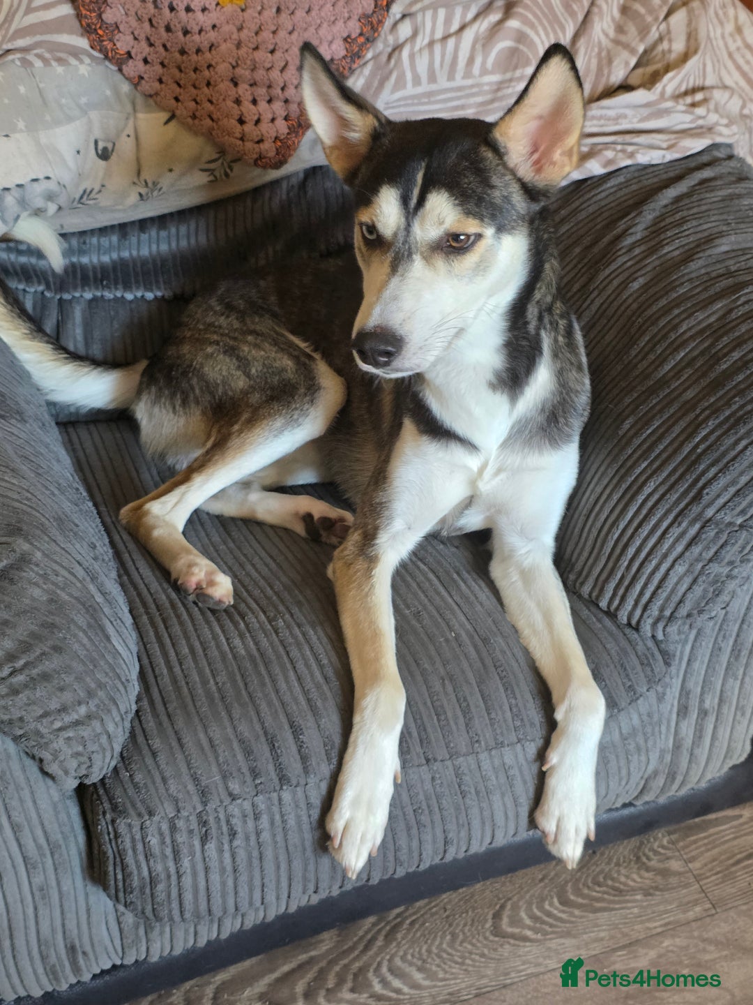Mixed Breed dogs for sale: Dexter  - Image 1