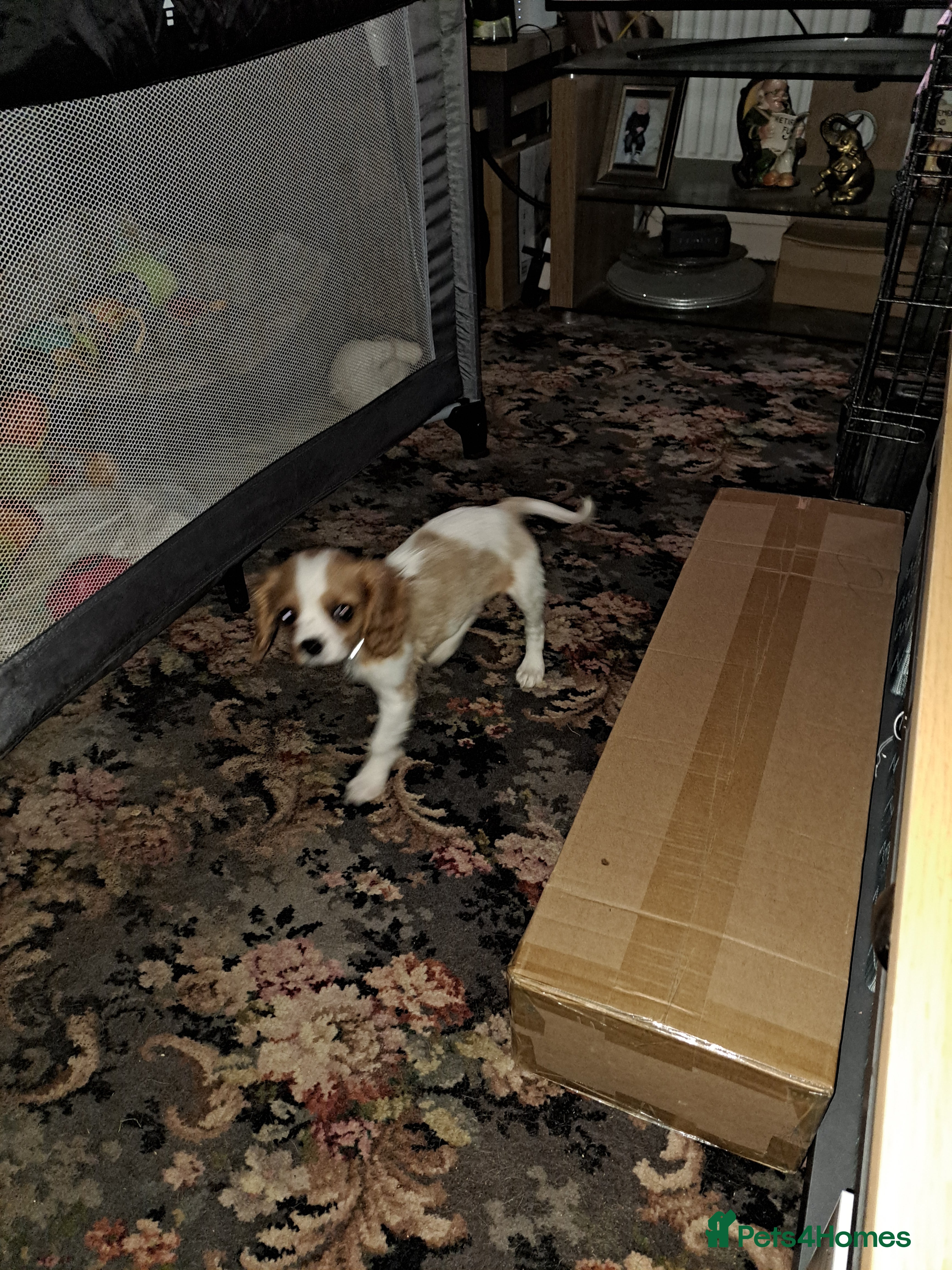 Cavalier King Charles Spaniel dogs For sale  - Advert 16