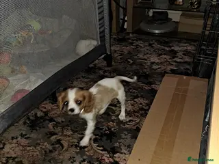 Cavalier King Charles Spaniel dogs For sale - Advert 16