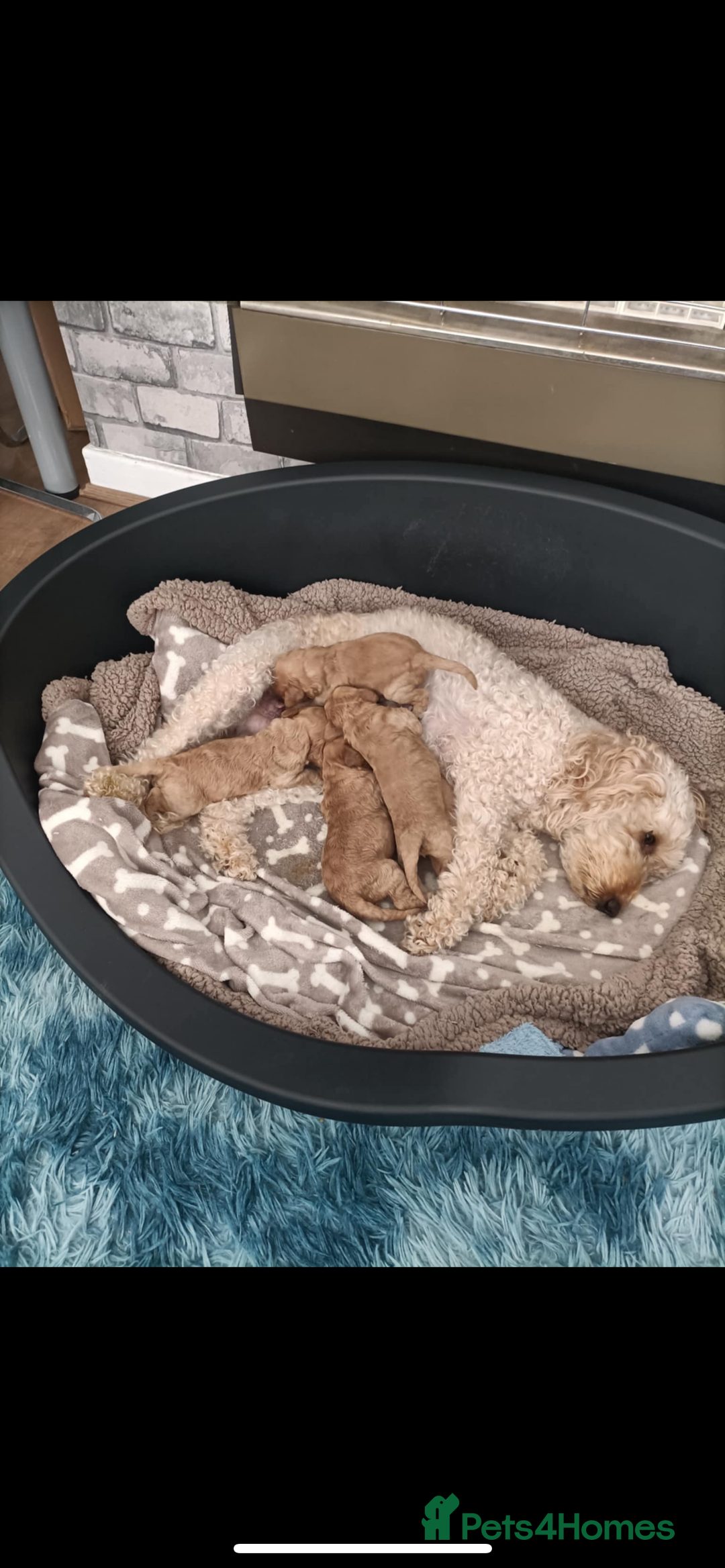 Cockapoo dogs for sale: Cockapoo puppies  - Image 4