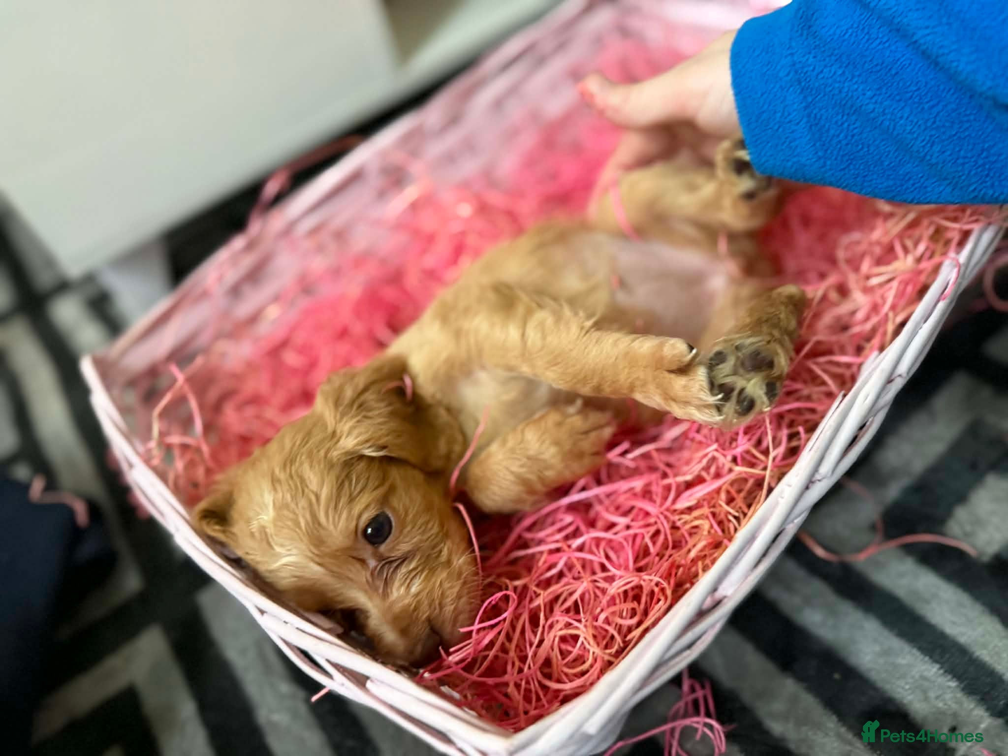 Sprocker dogs stunning sprocker spaniels!!! - Advert 15