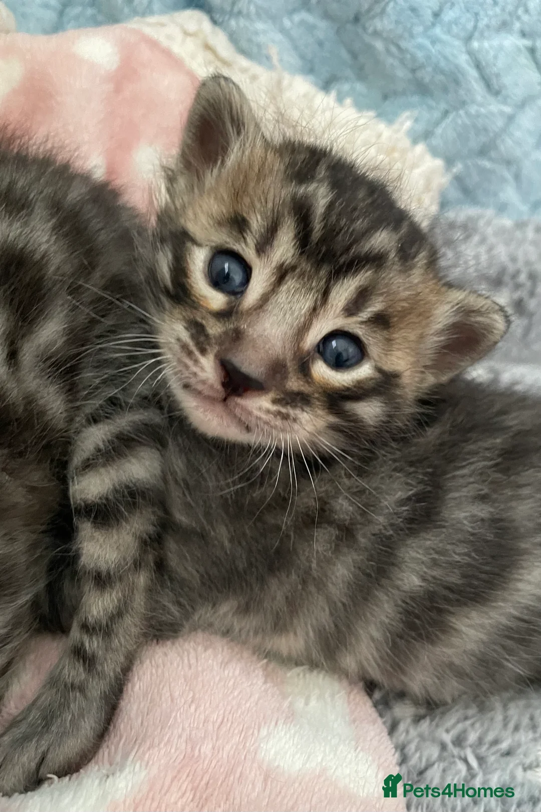 Bengal cats for sale: Incredibly beautiful Bengals kittens TICA  - Advert 10