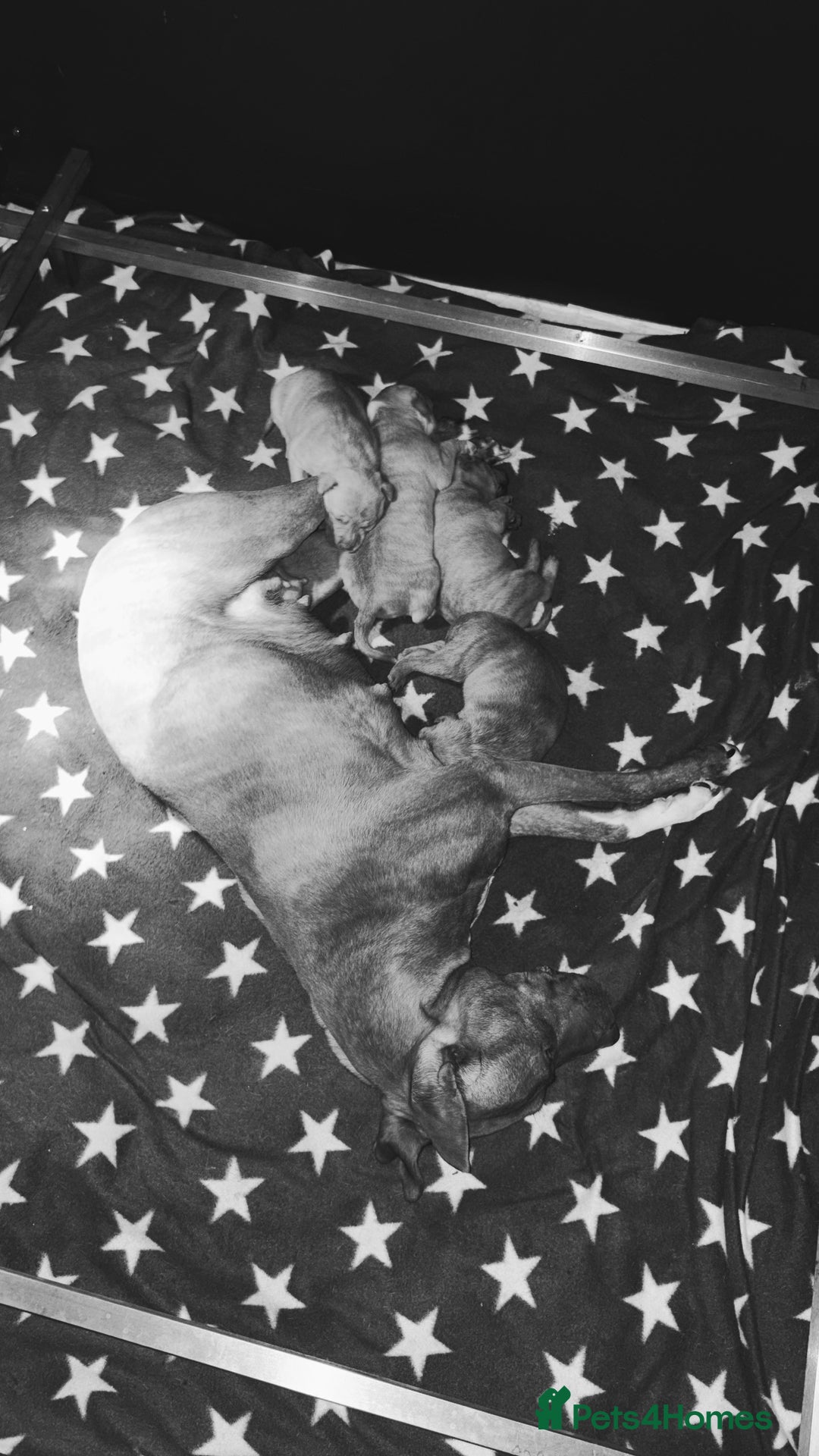 American Bull Staffy dogs for sale: 2 beautiful puppies available - Advert 5