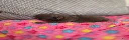 Chihuahua dogs for sale: Xx stunning Quality Kc chocolate litter Xx - Advert 4
