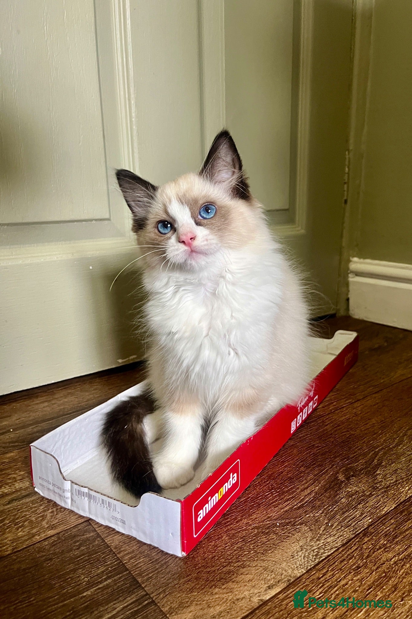 Ragdoll cats GCCF Registered Ragdoll Kittens  - Advert 1