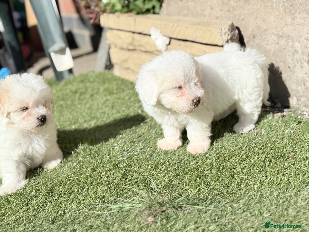 Maltese dogs for sale: Puppies Maltese  - Image 16
