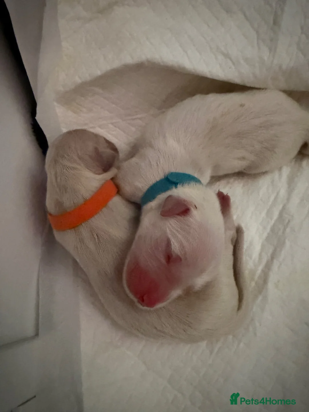 Golden Retriever dogs for sale: Hallie’s beautiful golden retriever pups  - Advert 2
