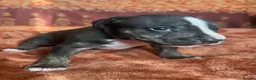Staffordshire Bull Terrier dogs for sale: Staffordshire Bull Terrier Puppies🐾 - Advert 10