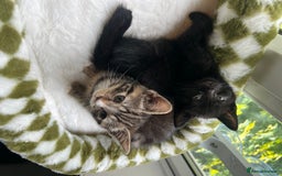 British Shorthair cats for sale: 2 Kittens Left - Image 2