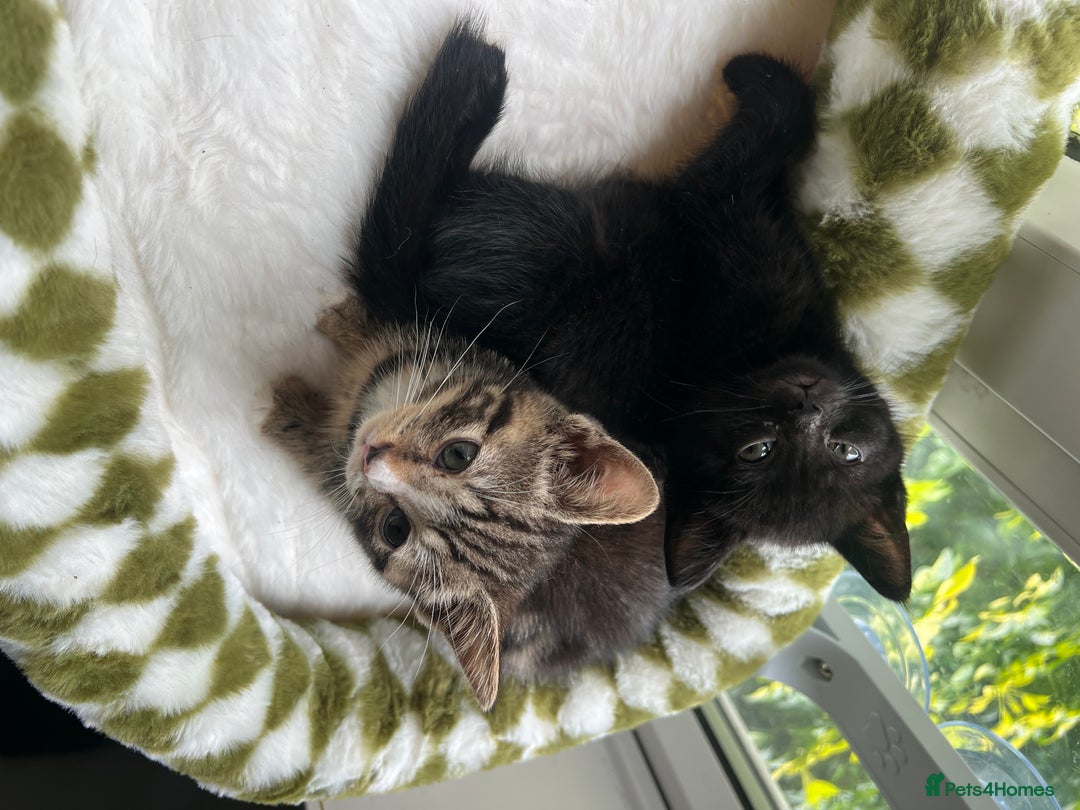 British Shorthair cats for sale: 2 Kittens Left - Image 2