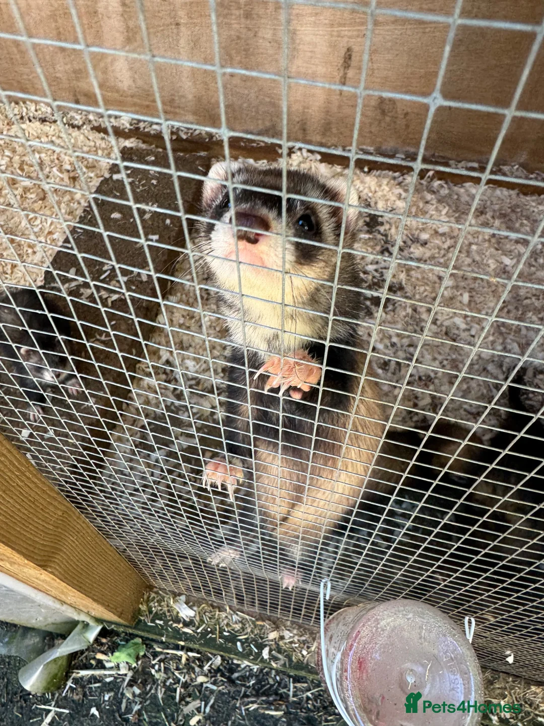 Ferret rodents for sale: Ferret  - Advert 1