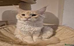 Maine Coon cats for sale: Maine Coone Girl - Image 3