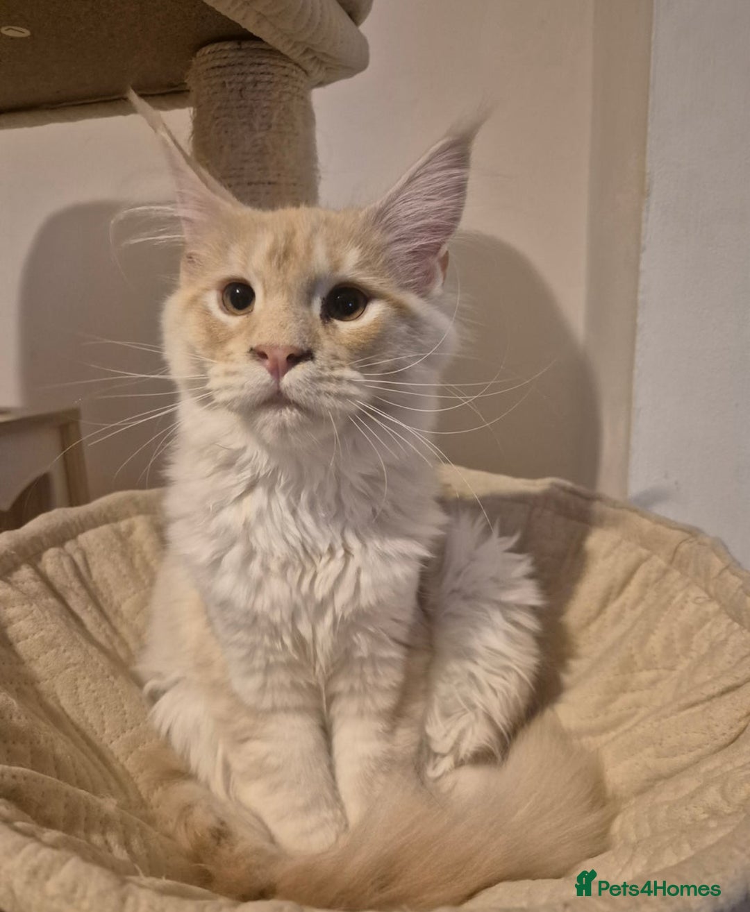 Maine Coon cats for sale: Maine Coone Girl - Image 3