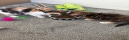Mixed Breed cats for sale: 2 female mixed breed kittens in Bristol - Advert 1