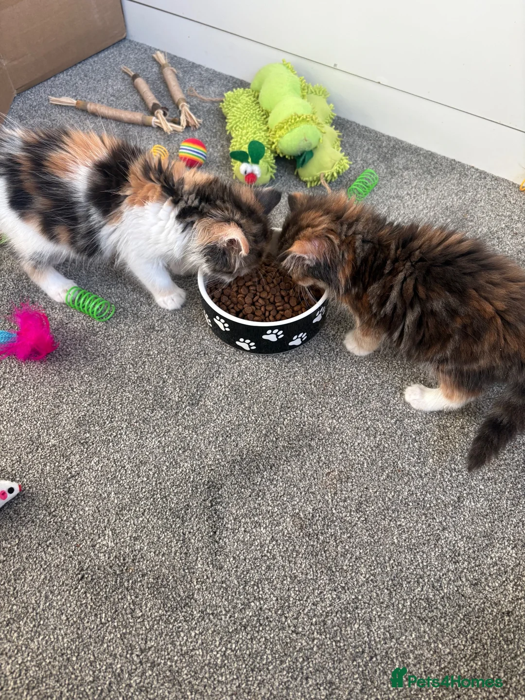 Mixed Breed cats for sale: 2 female mixed breed kittens in Bristol - Advert 1