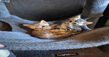 Bengal cats - Advert 11