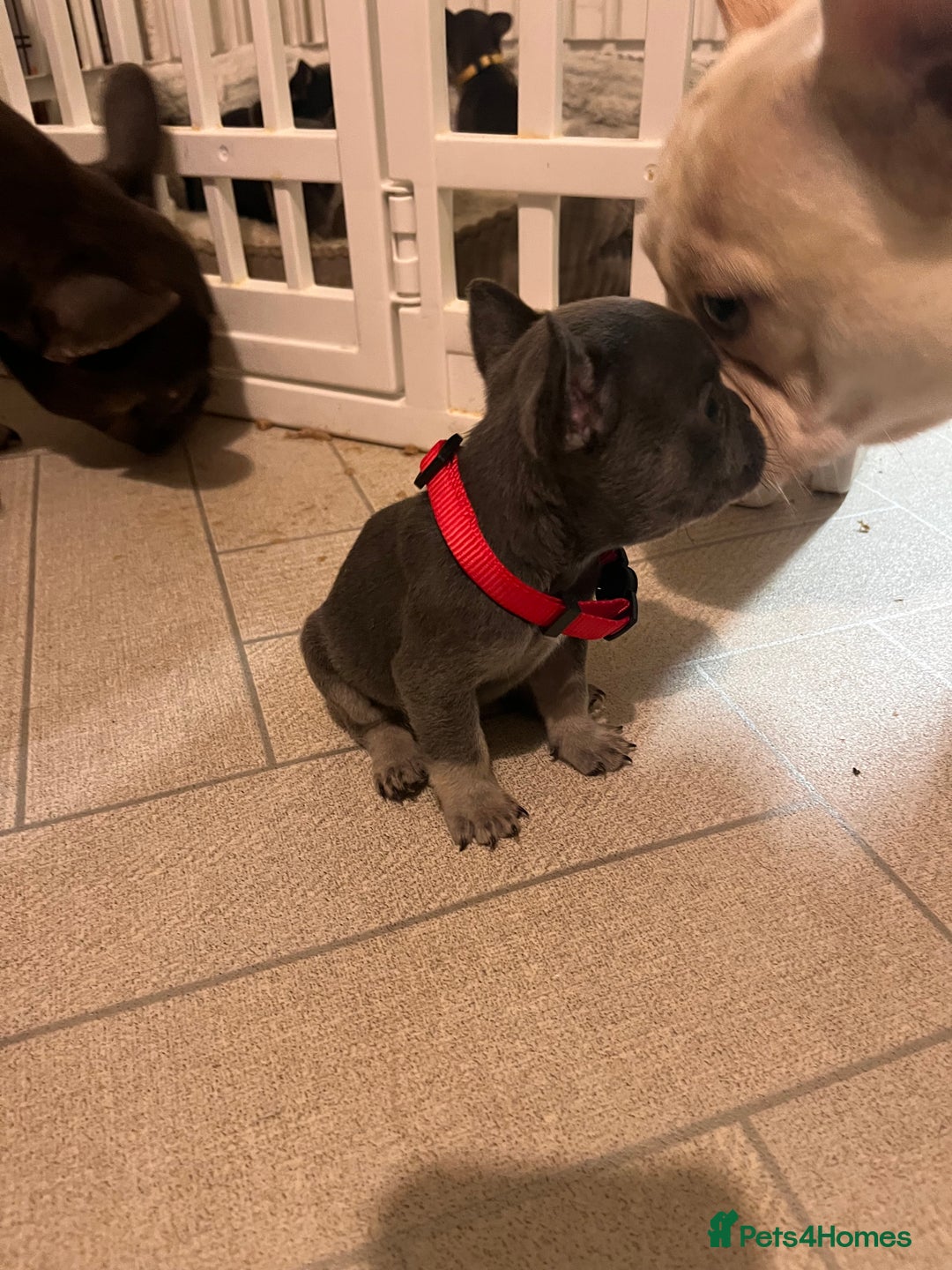 French Bulldog dogs for sale: Cutest frenchies pups  - Advert 12