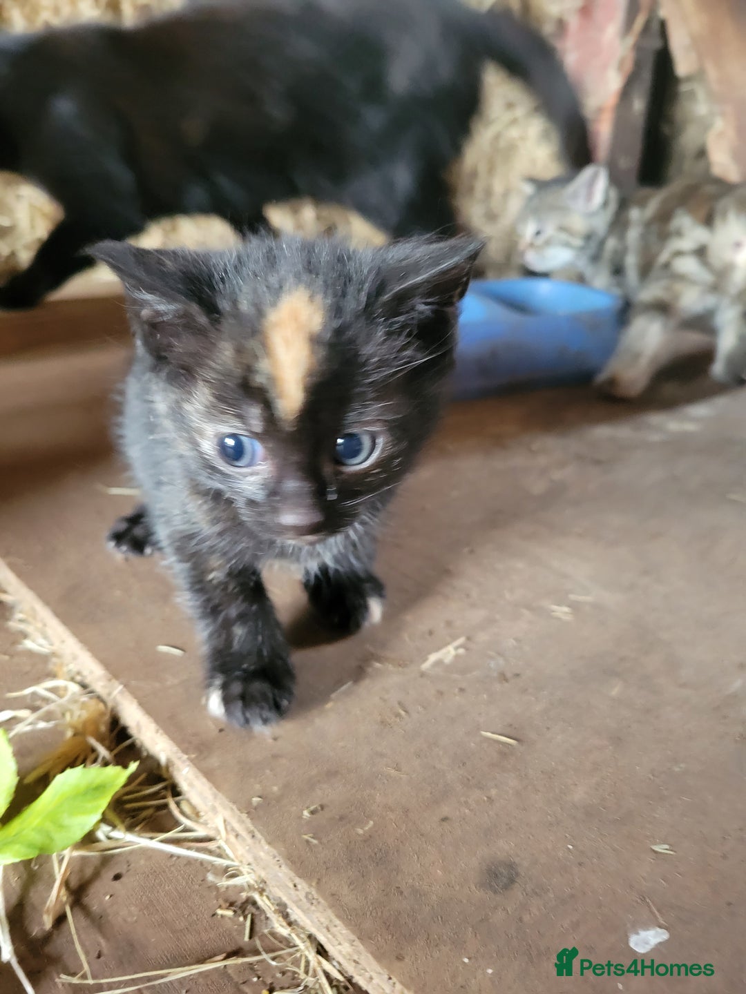Mixed Breed cats for sale: Beautiful kittens for sale  - Image 3