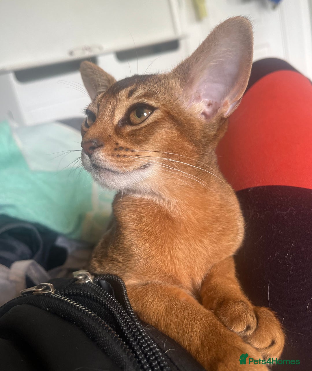 Abyssinian cats for sale: Beautiful Aby Girls in Northwood - Image 13