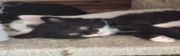 Mixed Breed cats for sale: Kittens, kittens, kittens!!!!!! - Advert 7