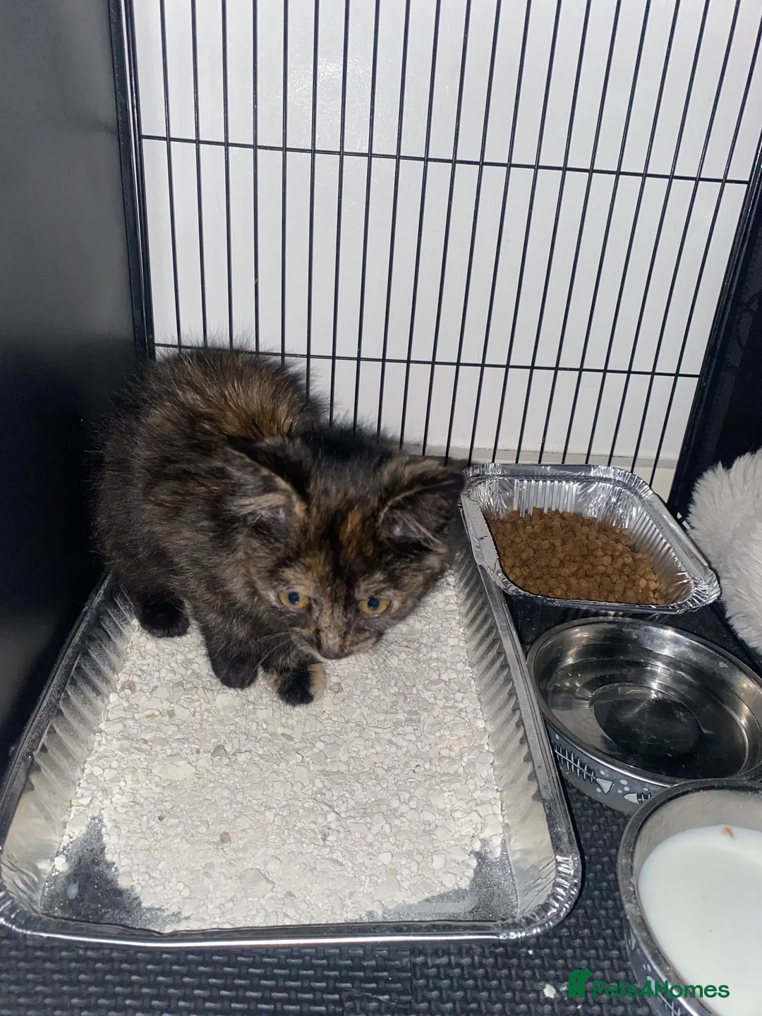 Mixed Breed cats for sale: Their name are Ben and Gerald in Milton Keynes - Advert 4