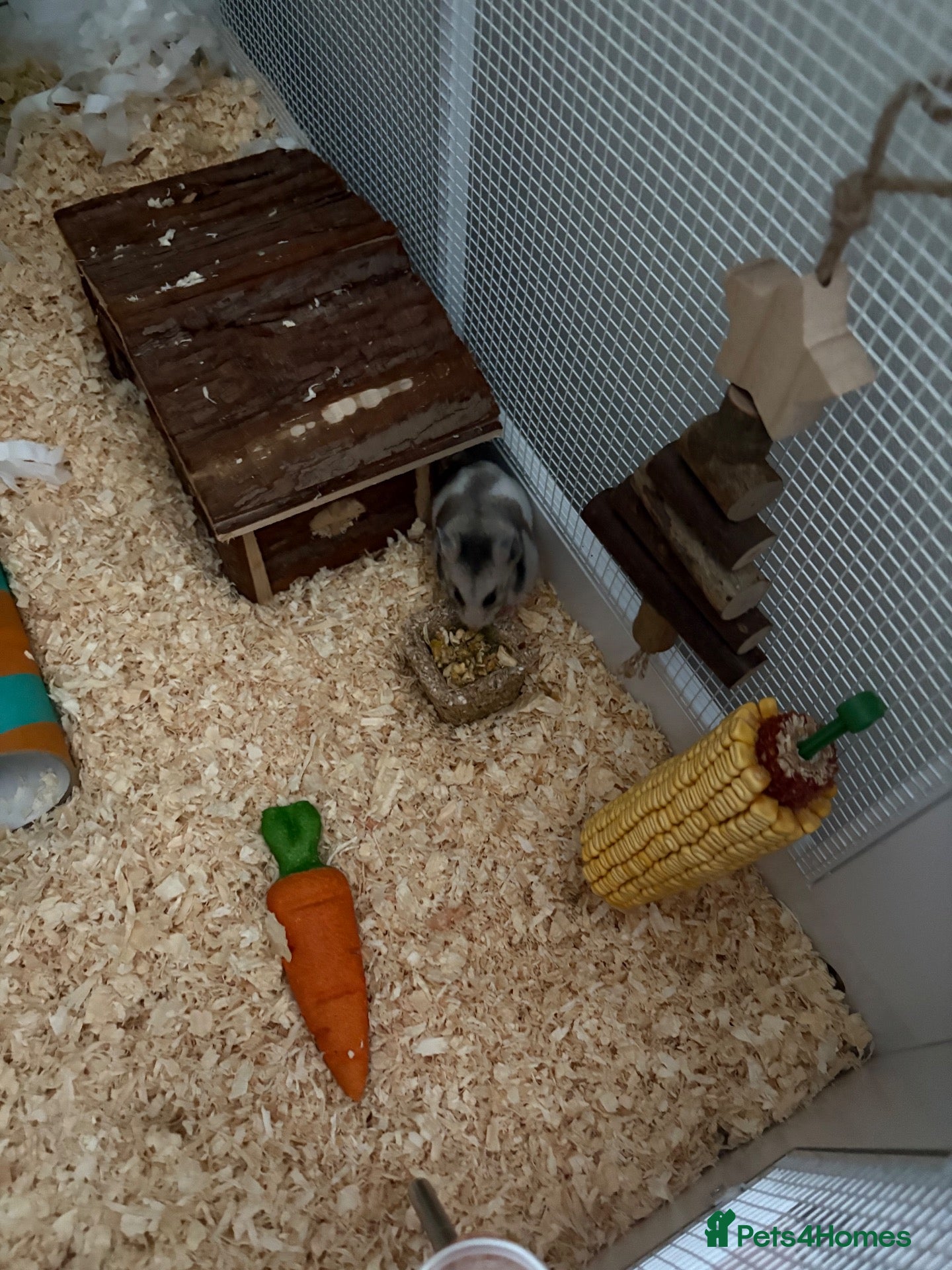 Hamster rodents Syrian hamster female  - Advert 1