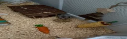 Hamster rodents for sale: Syrian hamster female  in Nuneaton - Advert 1