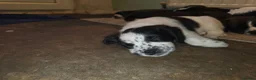 Mixed Breed dogs for sale: Terrier type aforabe puppies.  - Advert 3