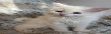 Siberian Kitten 1