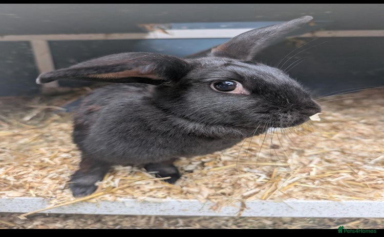 Havana rabbits - Advert 1