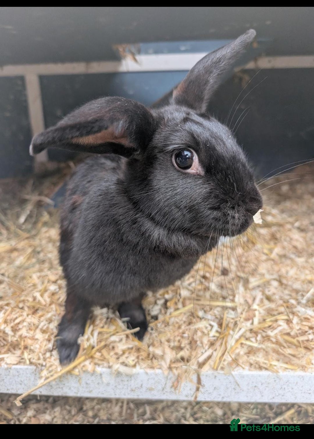 Havana rabbits for sale: Desperate for a loving home - Image 1