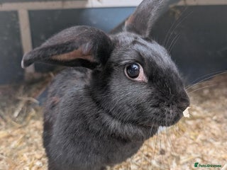 Havana rabbits for sale - Advert 1