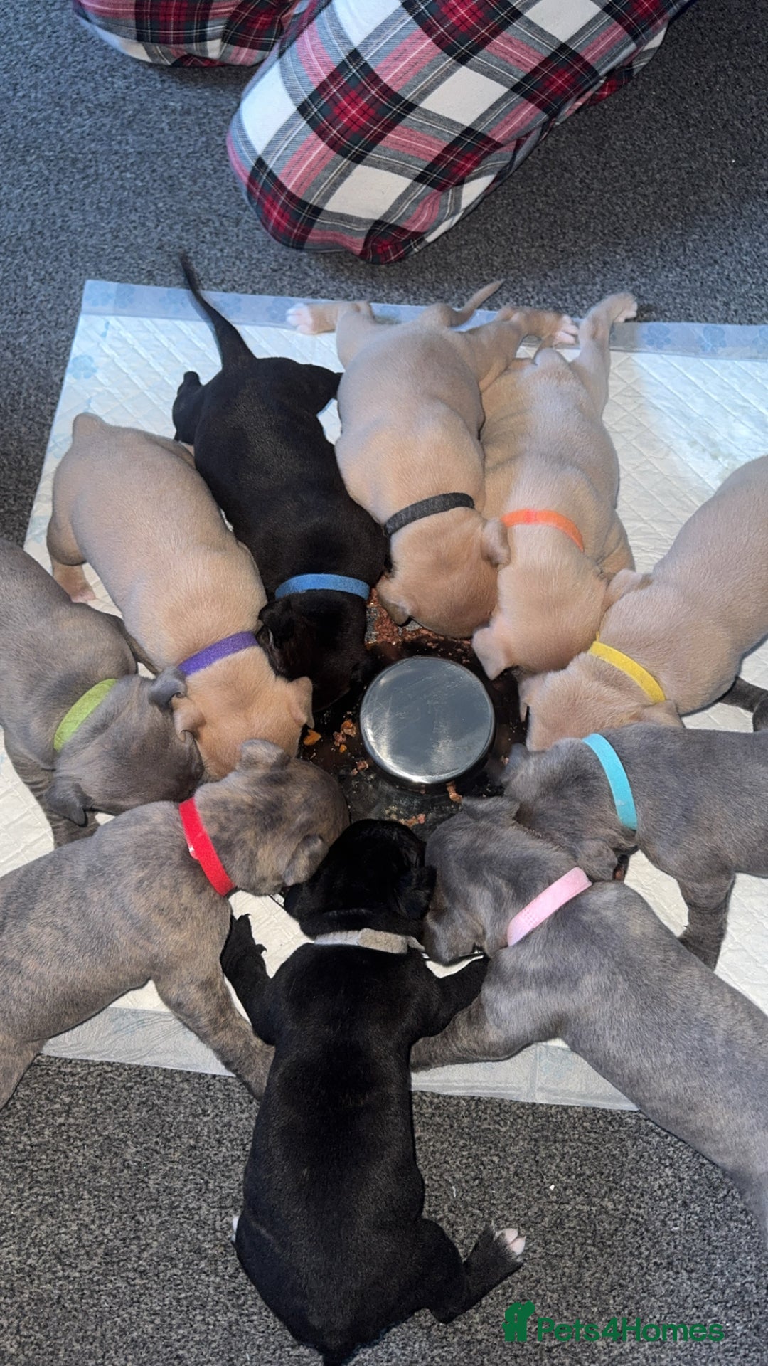 Mixed Breed dogs for sale: 7 Beautiful Staffys left - Advert 13