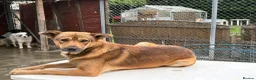 Mixed Breed dogs for adoption: Toffee - Norwich Norfolk  in Norwich - Advert 20