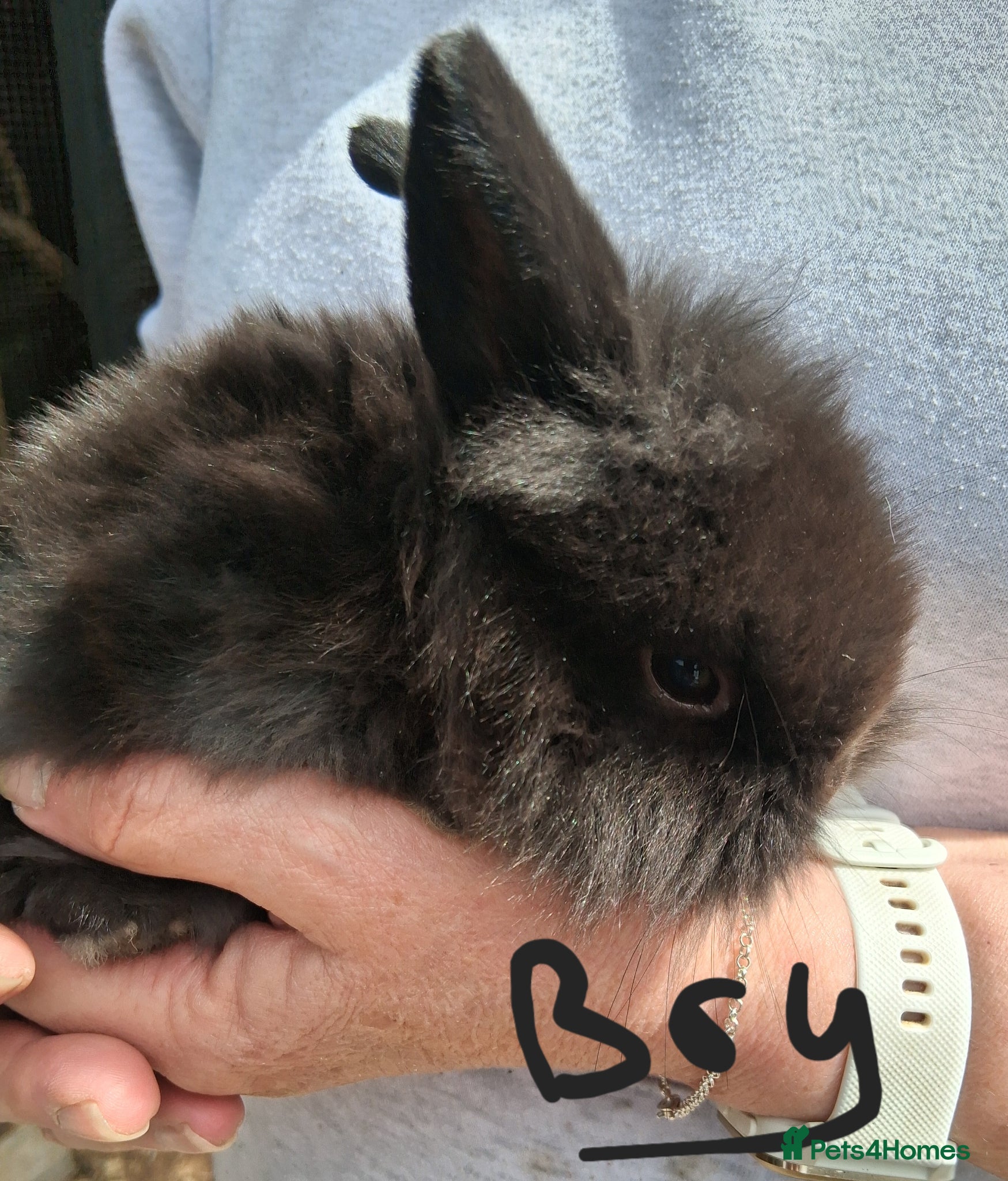 Lionhead rabbits Baby lionhead lop bunnies - Advert 9