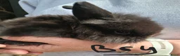 Lionhead rabbits for sale: Baby lionhead lop bunnies - Advert 5