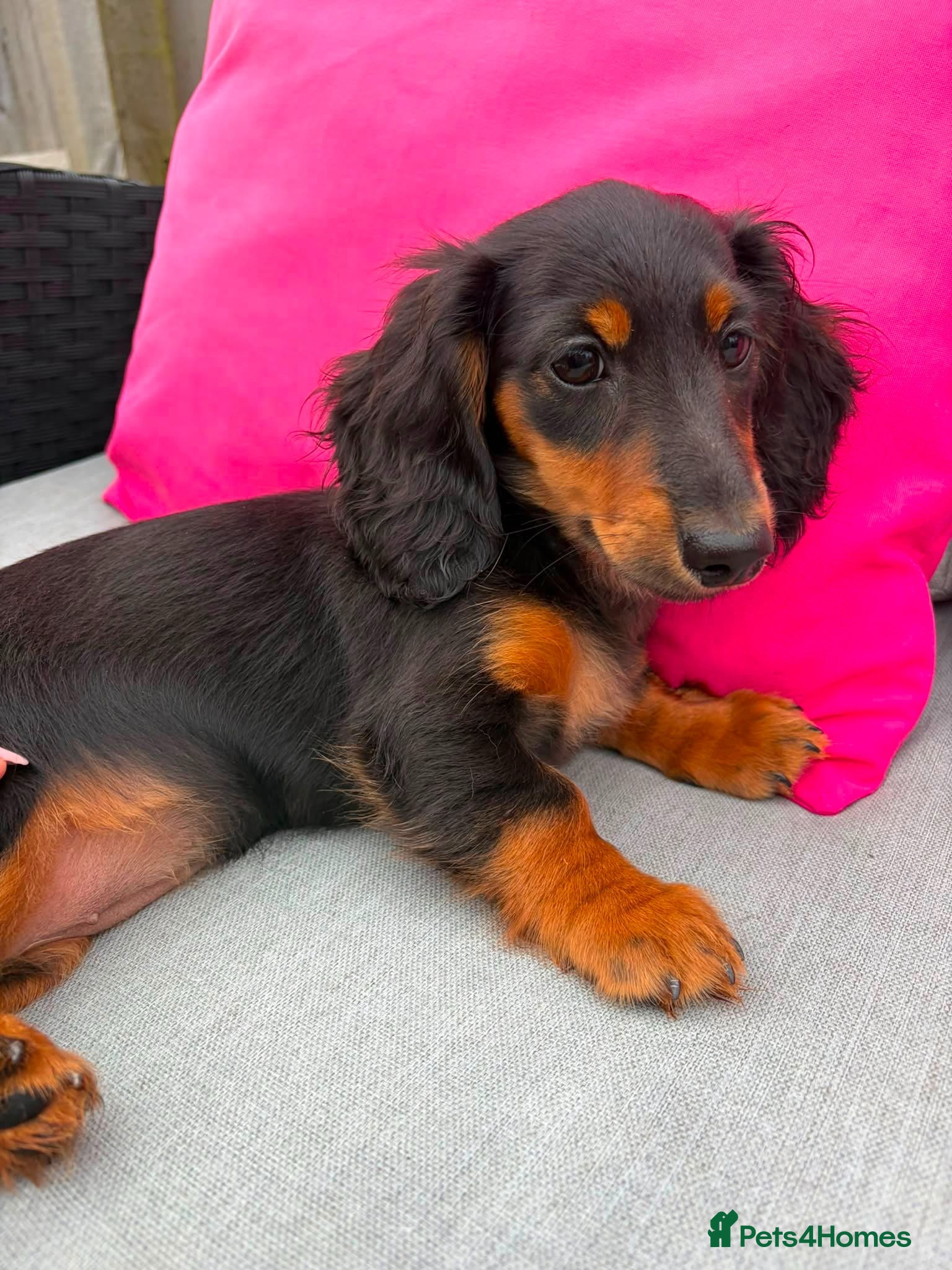 Miniature Dachshund dogs Beautiful KC reg long haired female  - Advert 14