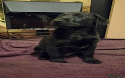Labrador Retriever dogs for sale: Labrador puppies  - Image 5