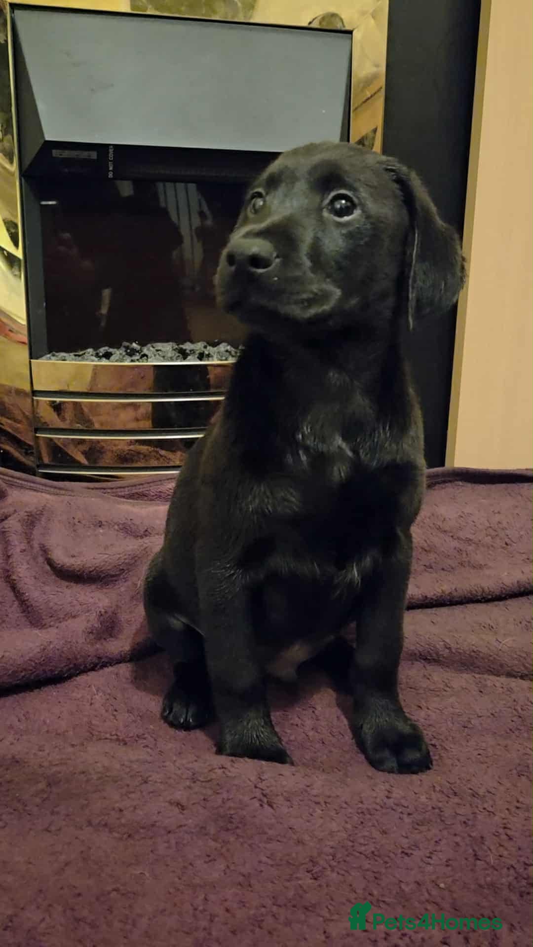 Labrador Retriever dogs for sale: Labrador puppies  - Image 5