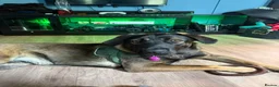 Mixed Breed dogs for sale: Cali  in Bristol - Advert 3