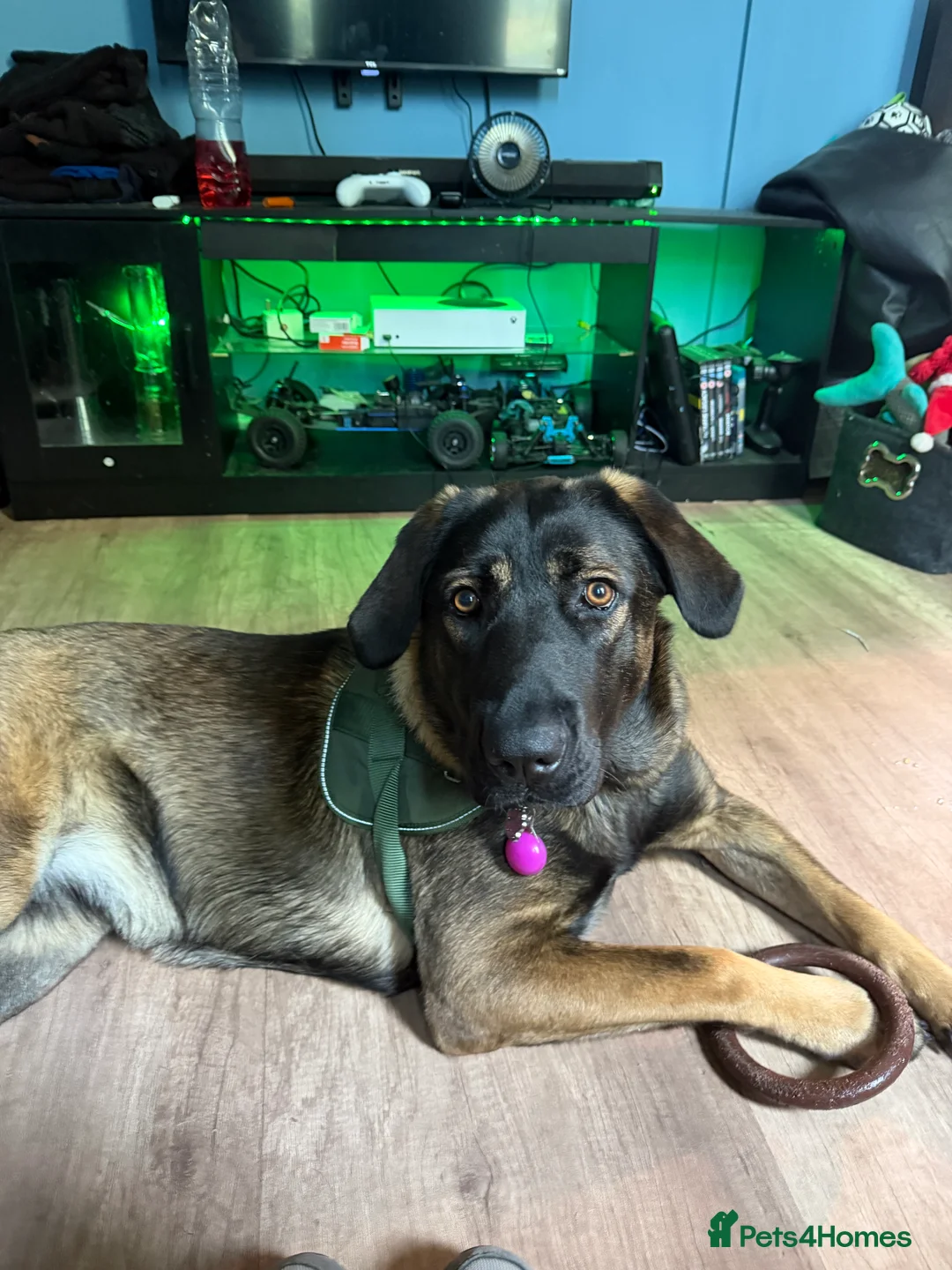 Mixed Breed dogs for sale: Cali  in Bristol - Advert 3