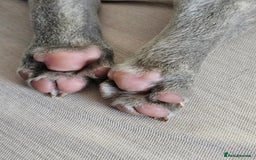 French Bulldog dogs for sale: Ralphie 12 week old French Bulldog - Image 4
