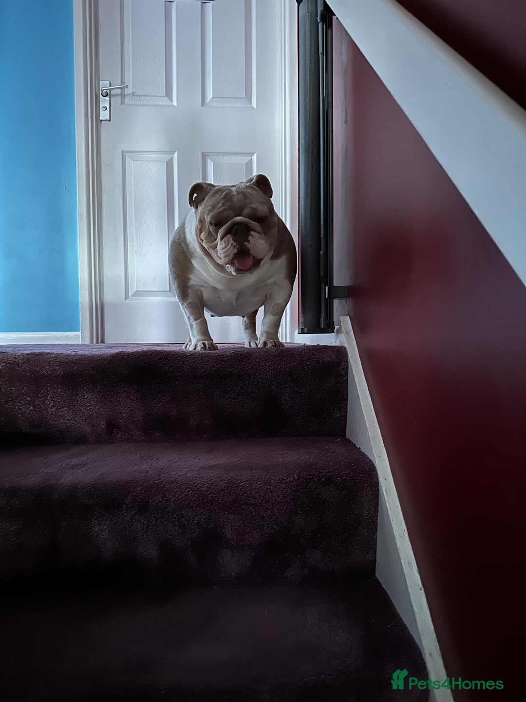 English Bulldog dogs for sale: Bella Baby - Image 18