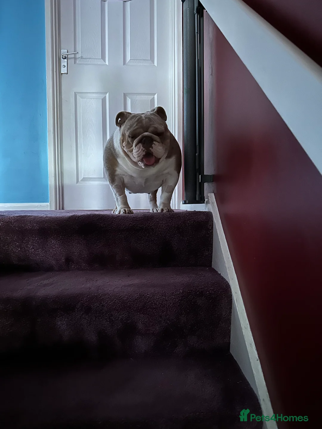 English Bulldog dogs for sale: Bella Baby - Advert 18