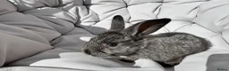 French Lop rabbits for sale: 7 Baby French lops in Gateshead - Advert 5