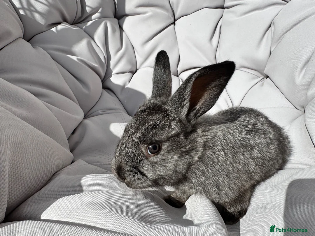 French Lop rabbits for sale: 7 Baby French lops in Gateshead - Advert 5