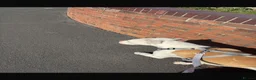 American Bulldog dogs for sale: American BullDog Puppy  - Advert 2